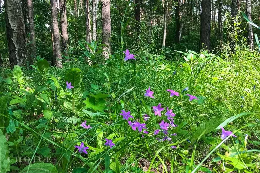Участок в Московская область, Одинцовский городской округ, д. Шульгино ... - Фото 2