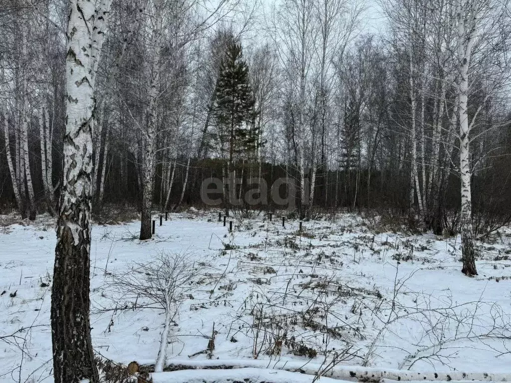 Участок в Новосибирская область, Ордынский район, д. Новый Шарап  ... - Фото 0