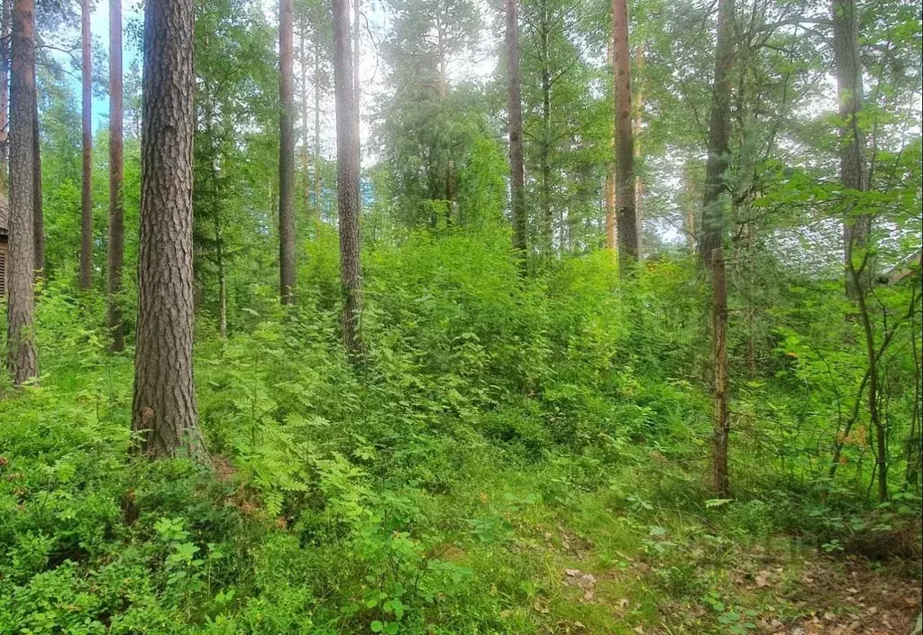 Участок в Ленинградская область, Гатчинский муниципальный округ, ... - Фото 1