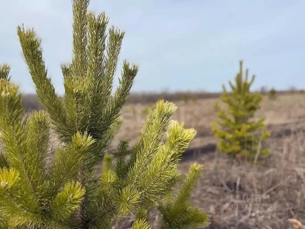 Участок в Тюменская область, Тюменский муниципальный округ, д. Елань, ... - Фото 1