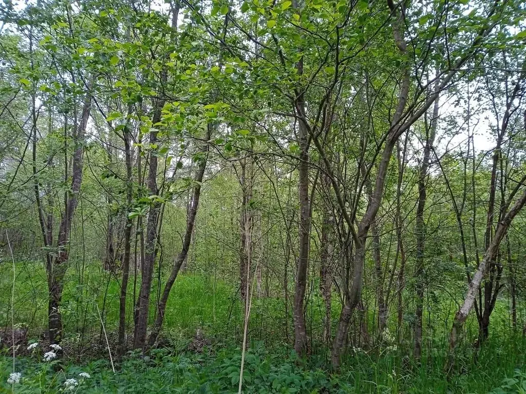 Участок в Новгородская область, Новгородский район, Борковское с/пос, ... - Фото 0