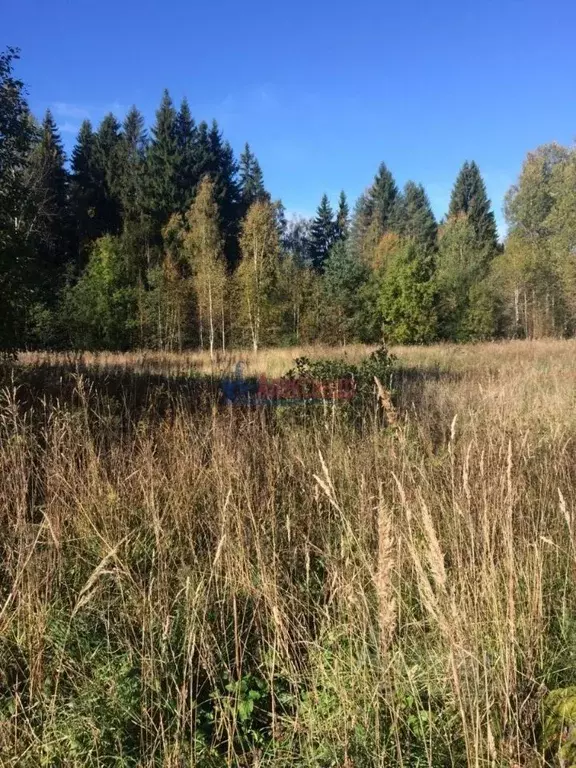 Участок в Ленинградская область, Выборгский район, Советское городское ... - Фото 0