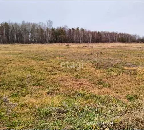 Участок в Амурская область, Благовещенский район, Станичное тер.  ... - Фото 0