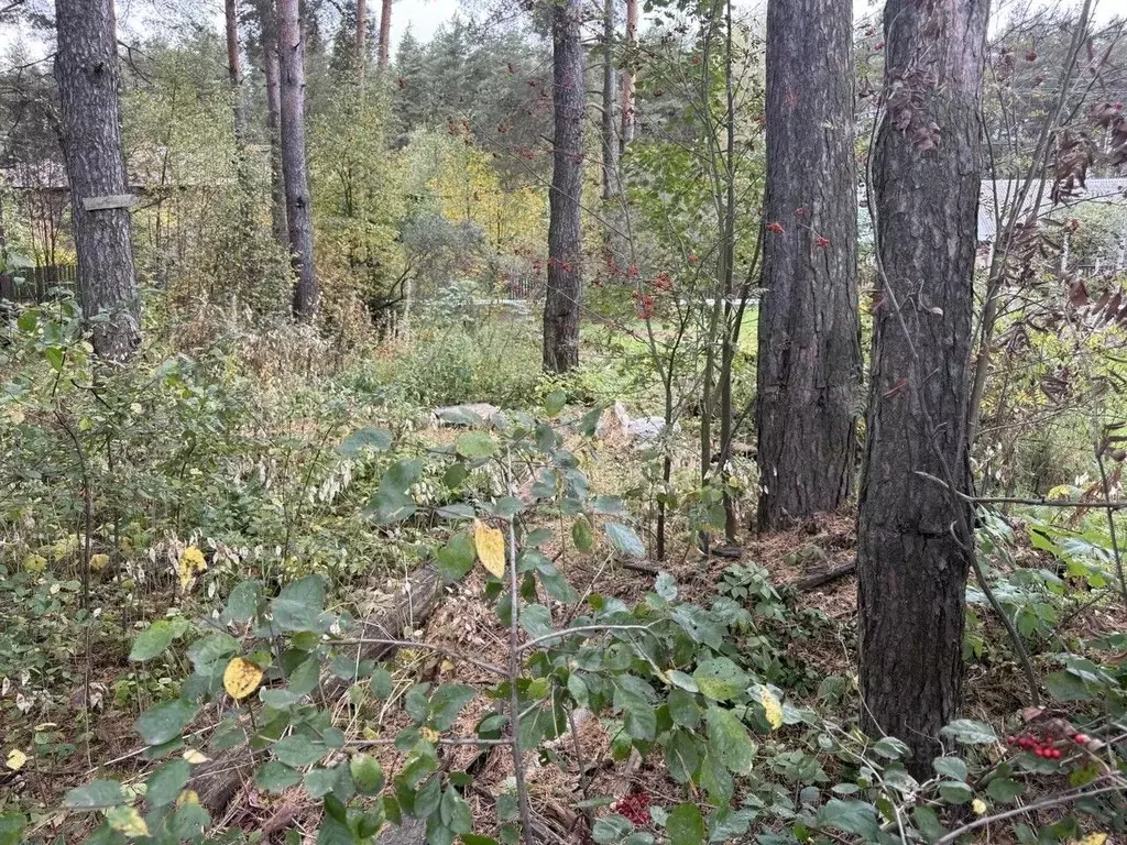 Участок в Московская область, Пушкинский городской округ, Правдинский ... - Фото 2