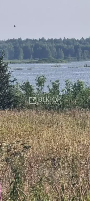 Участок в Ярославская область, Некрасовский муниципальный округ, ... - Фото 2