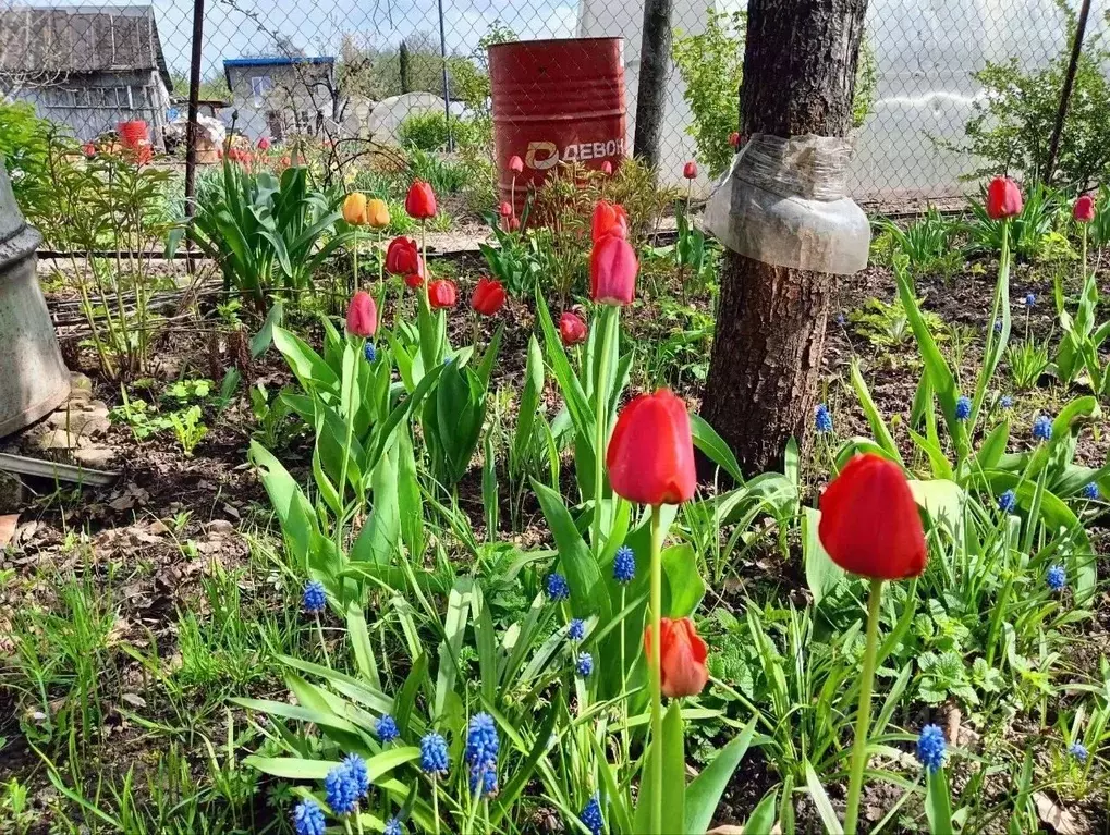 Дом в Брянская область, Брянск Коммунальник садовое общество, 250 (25 ... - Фото 2