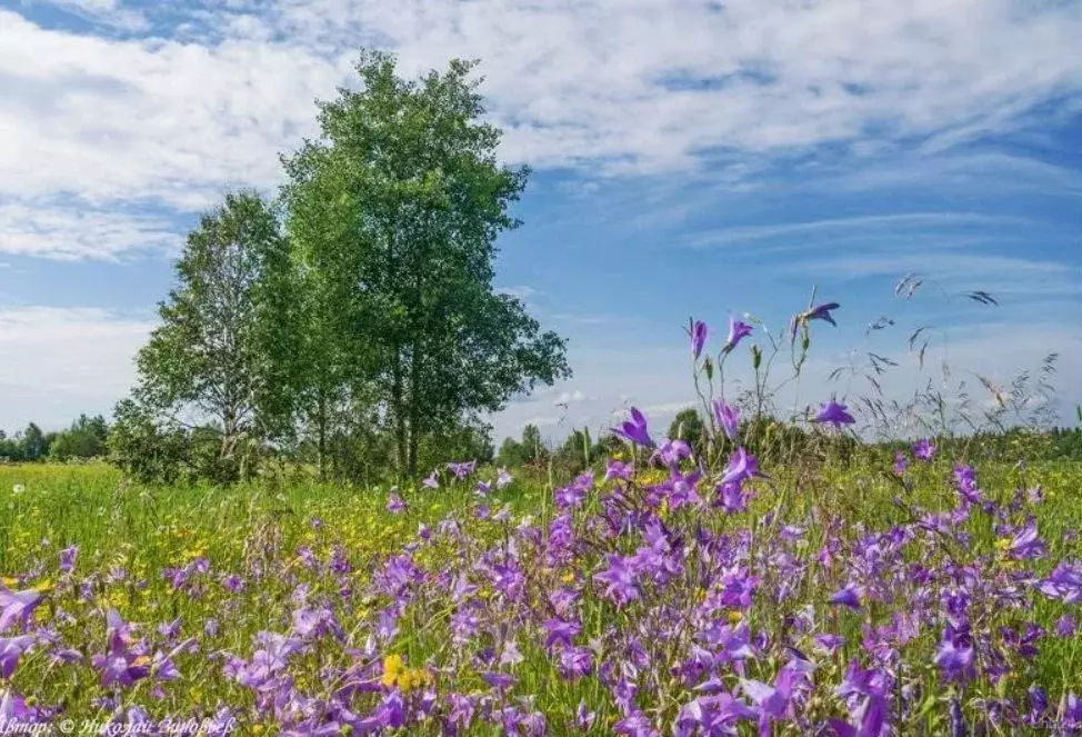 Участок в Свердловская область, Белоярский городской округ, пос. ... - Фото 0