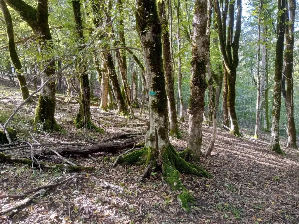 Участок в Краснодарский край, Сочи городской округ, с. Калиновое Озеро ... - Фото 2