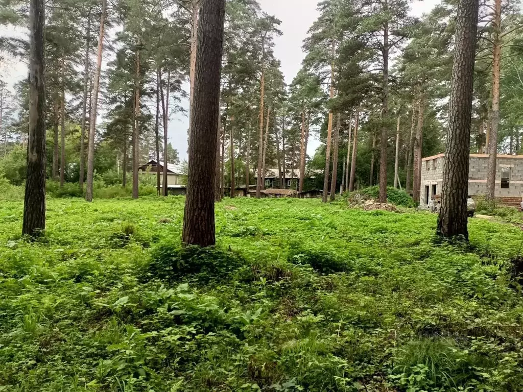 Участок в Новосибирская область, Новосибирский район, Мочищенский ... - Фото 2