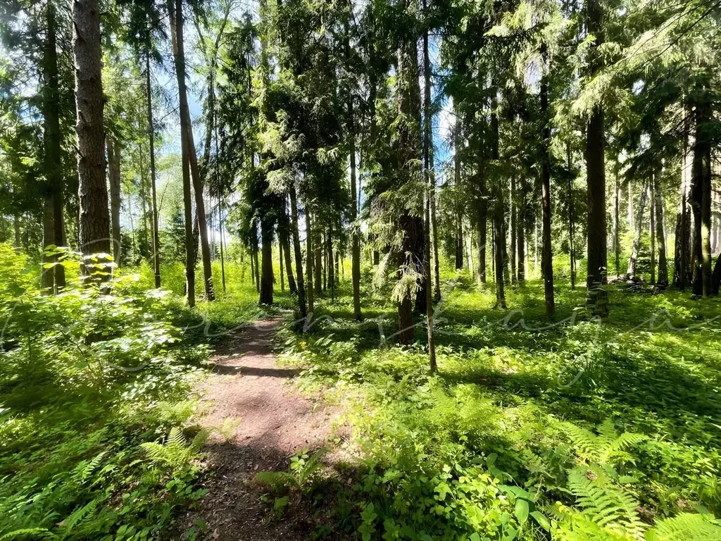 Участок в Московская область, Истра городской округ, д. Чесноково, ... - Фото 1