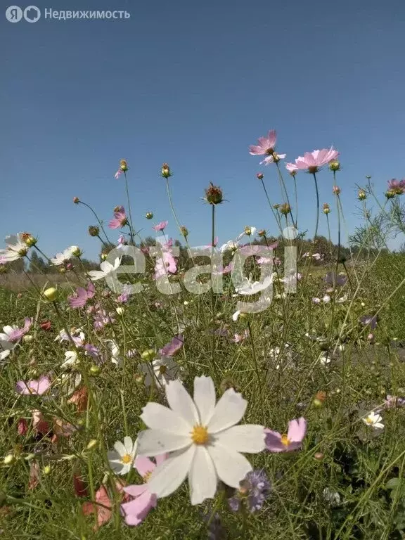 Участок в Красноярский край, Шарыповский муниципальный округ, СНТ ... - Фото 2