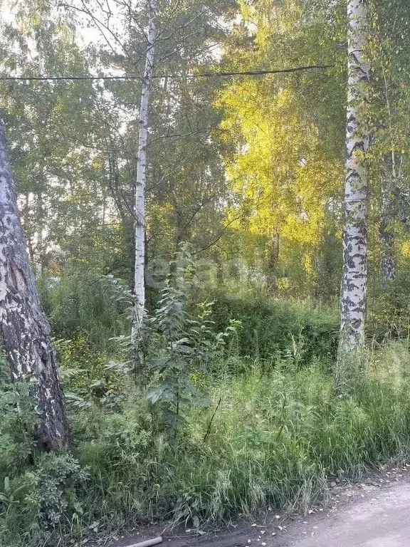 участок в новосибирская область, новосибирск садового товарищества . - Фото 0