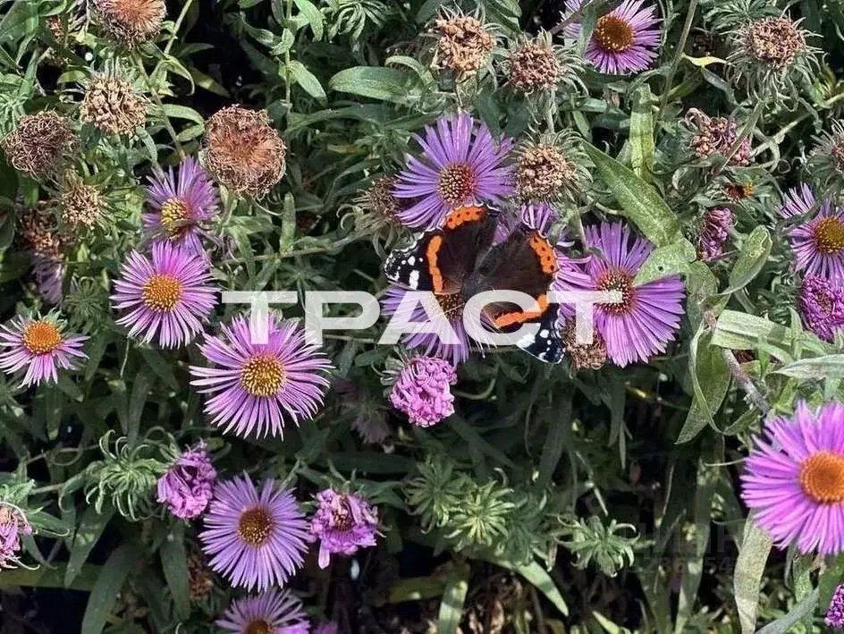 Участок в Воронежская область, Рамонский район, Горожанское с/пос, ... - Фото 2