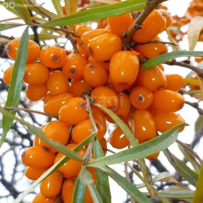Дом в Заиграевский район, сельское поселение Дабатуйское, СНТ ... - Фото 1