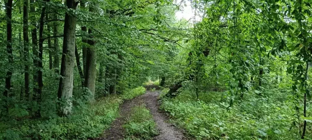 Участок в Калининградская область, Светлогорский городской округ, пос. ... - Фото 0