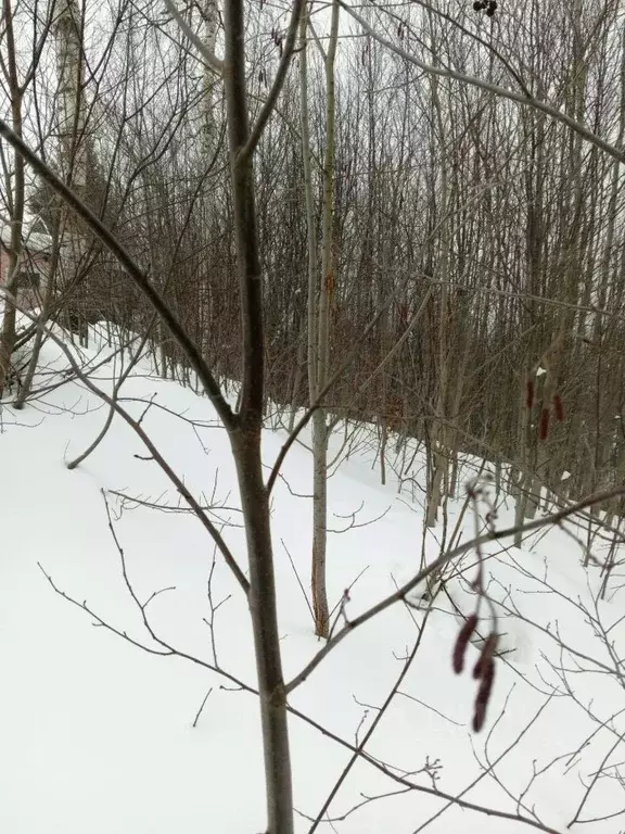 Участок в Архангельская область, Приморский муниципальный округ, ... - Фото 2