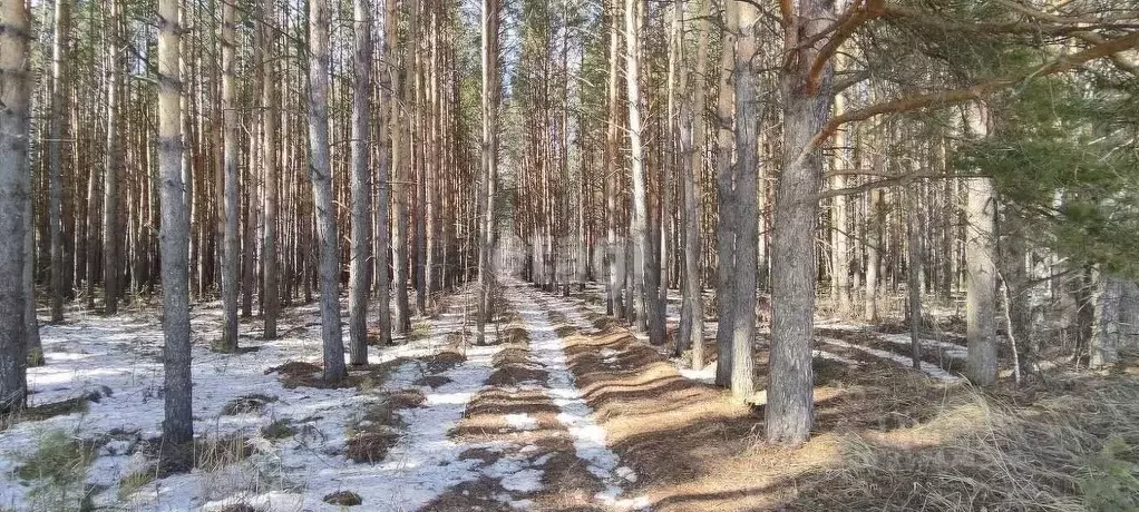 Участок в Тюменская область, Тюменский район, д. Решетникова  (8.2 ... - Фото 1