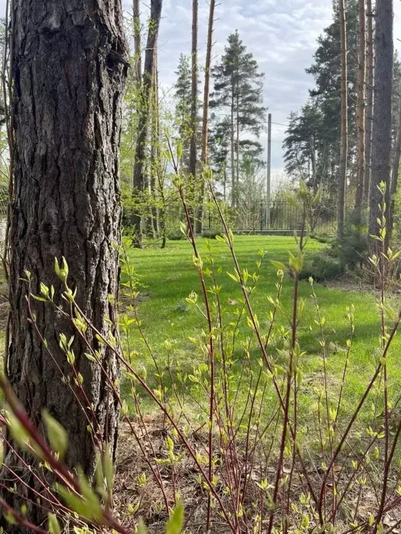 Участок в Челябинская область, Сосновский район, Кременкульское с/пос, ... - Фото 1