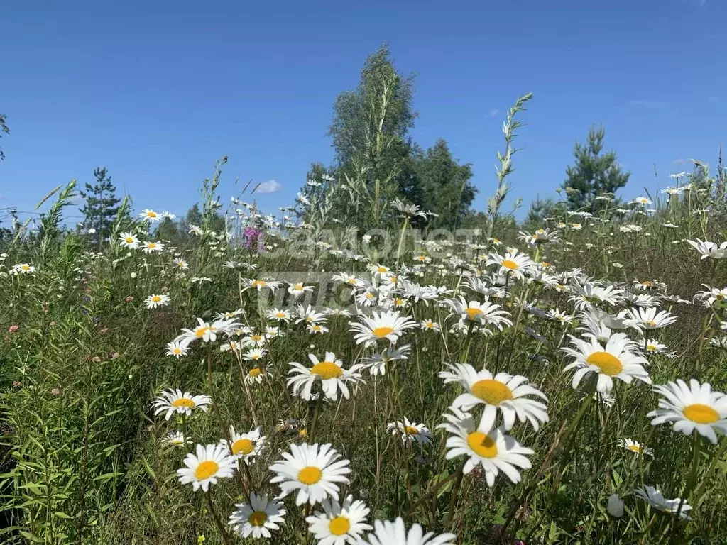 Участок в Владимирская область, Александровский муниципальный округ, ... - Фото 1