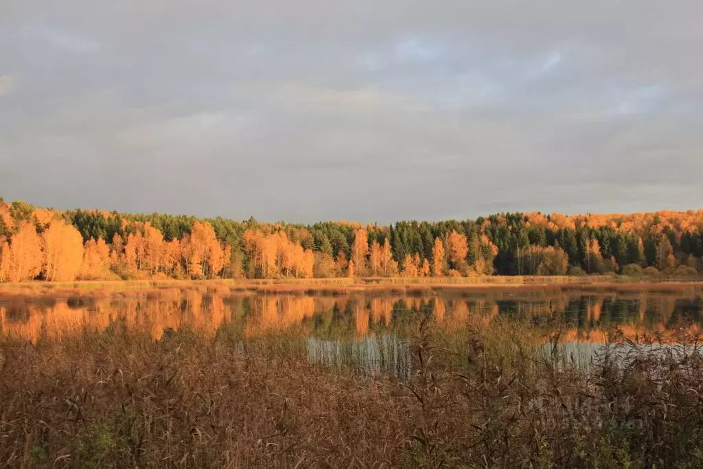 Участок в Московская область, Дмитровский городской округ, пос. ... - Фото 1