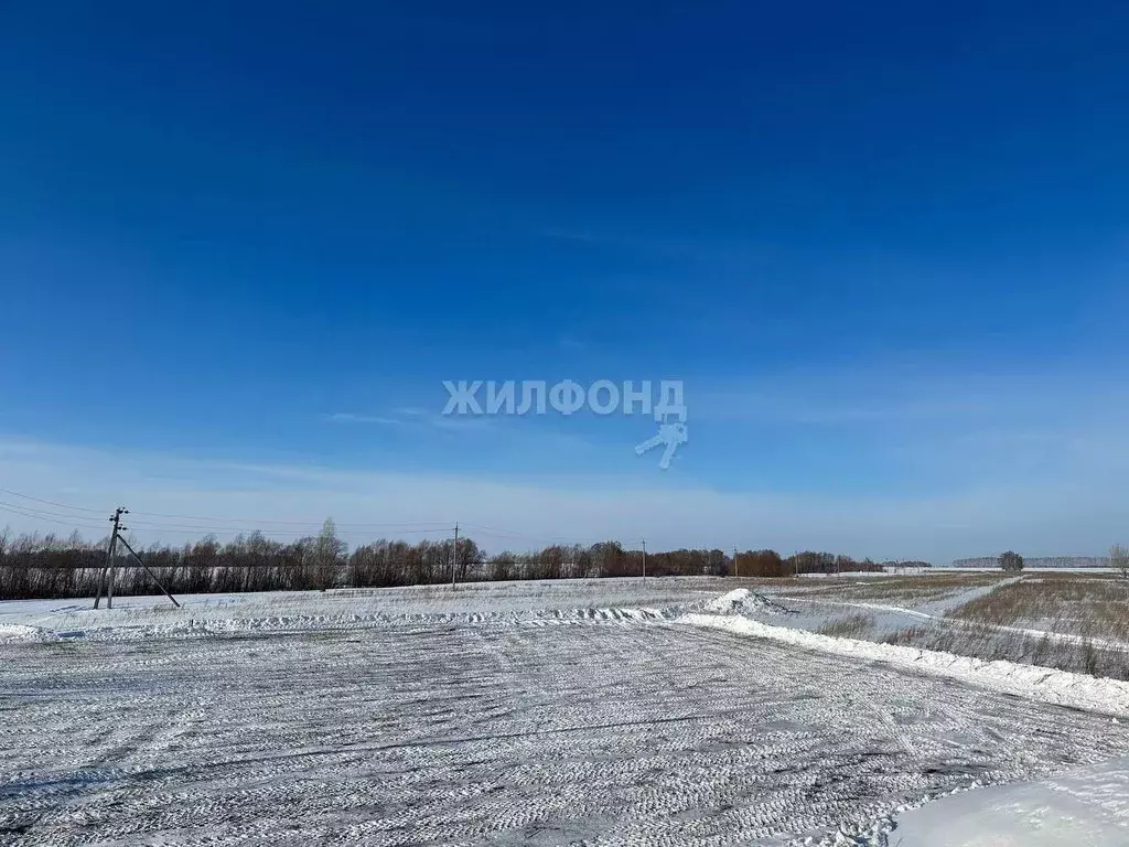 Участок в Новосибирская область, Новосибирский район, Морской ... - Фото 1