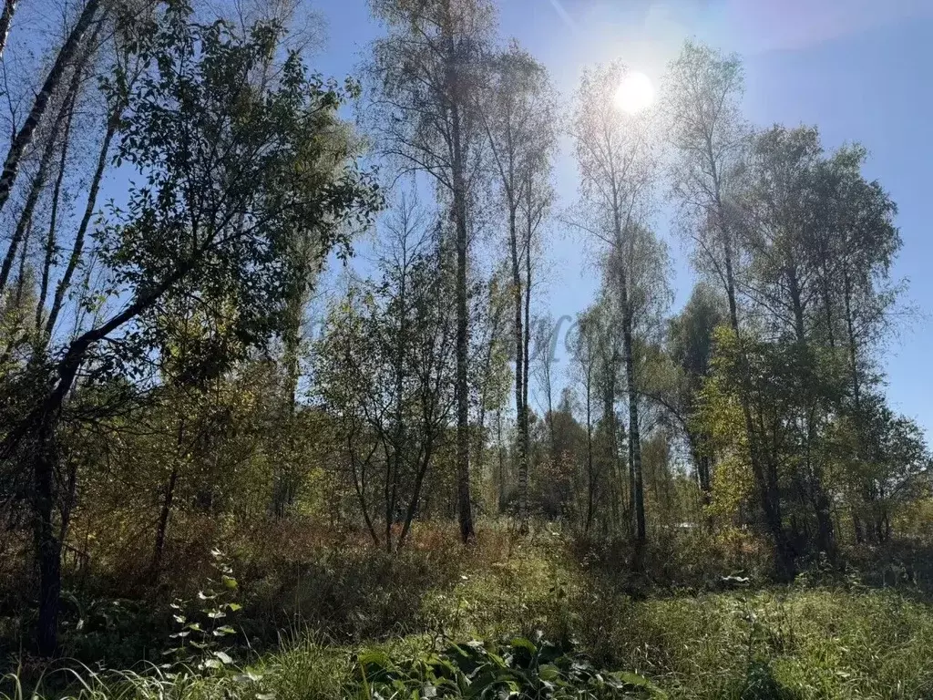 Участок в Алтай, Майминский район, Соузгинское с/пос, пос. Черемшанка ... - Фото 1