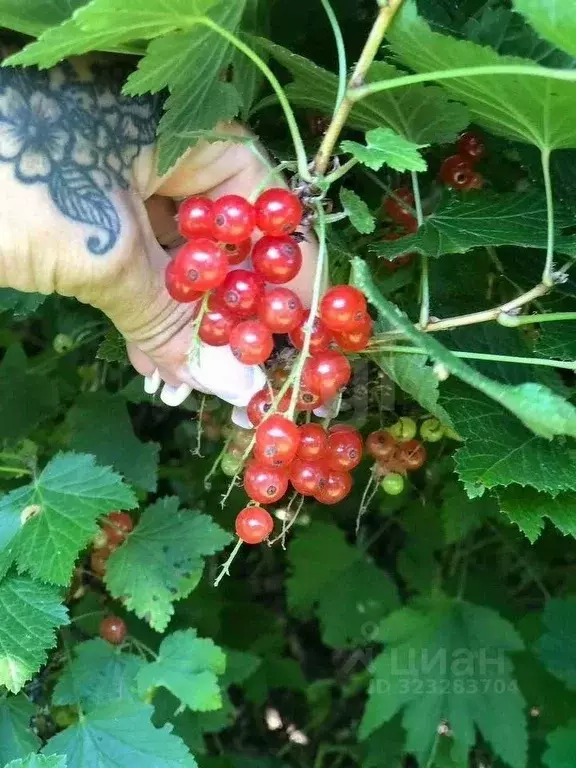 Дом в Тверская область, Рамешки пгт ул. Комсомольская, 22 (145 м) - Фото 1