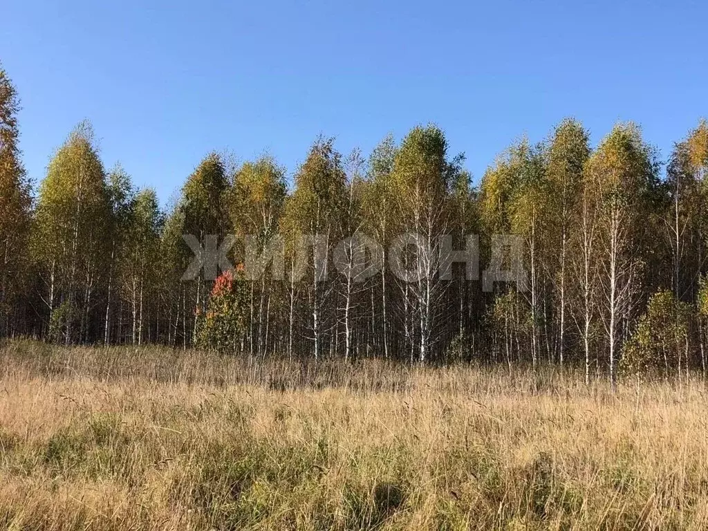 Участок в Новосибирская область, Новосибирский район, Станционный ... - Фото 1