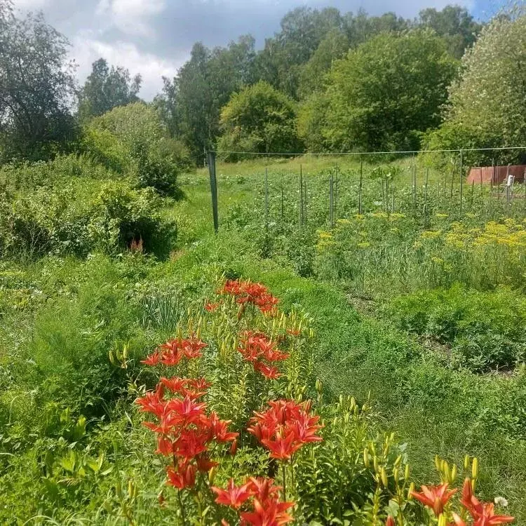 Дом в Хакасия, Майна рп ул. Буровая, 4 (41 м) - Фото 0