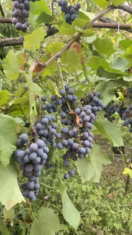 Дом в Крым, Симферополь ул. Федотова, 21 (60 м) - Фото 1