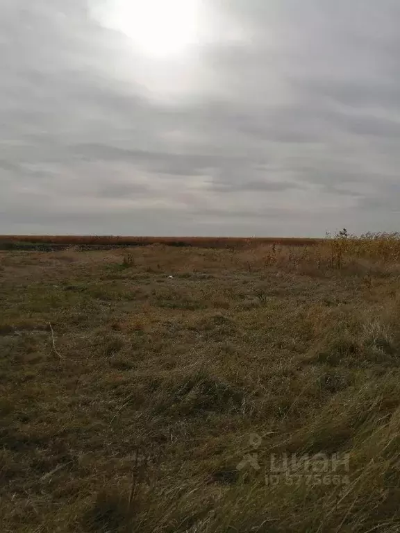 Участок в Курская область, Курский район, Новопоселеновский сельсовет, ... - Фото 1