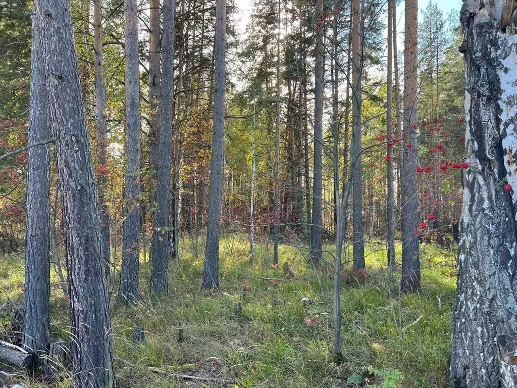 Участок в Свердловская область, Екатеринбург Кургановский дп,  (11.0 ... - Фото 0