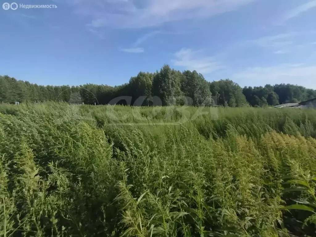 Дом в Нижнетавдинский район, деревня Новопокровка (150 м) - Фото 0