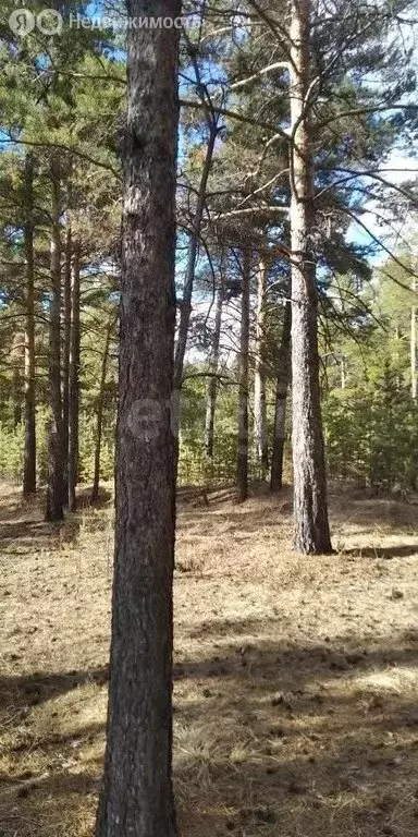 Участок в Забайкальский край, Читинский муниципальный округ, село ... - Фото 2