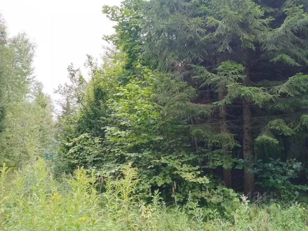 Участок в Калужская область, Боровский муниципальный округ, Кривское ... - Фото 2