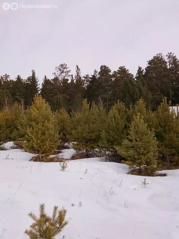 Участок в Иркутский муниципальный округ, СНТ Экспериментальный, ... - Фото 1