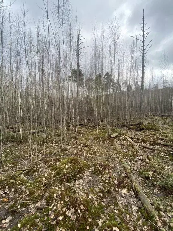 Участок в Ленинградская область, Всеволожск ул. Мужества (6.0 сот.) - Фото 1