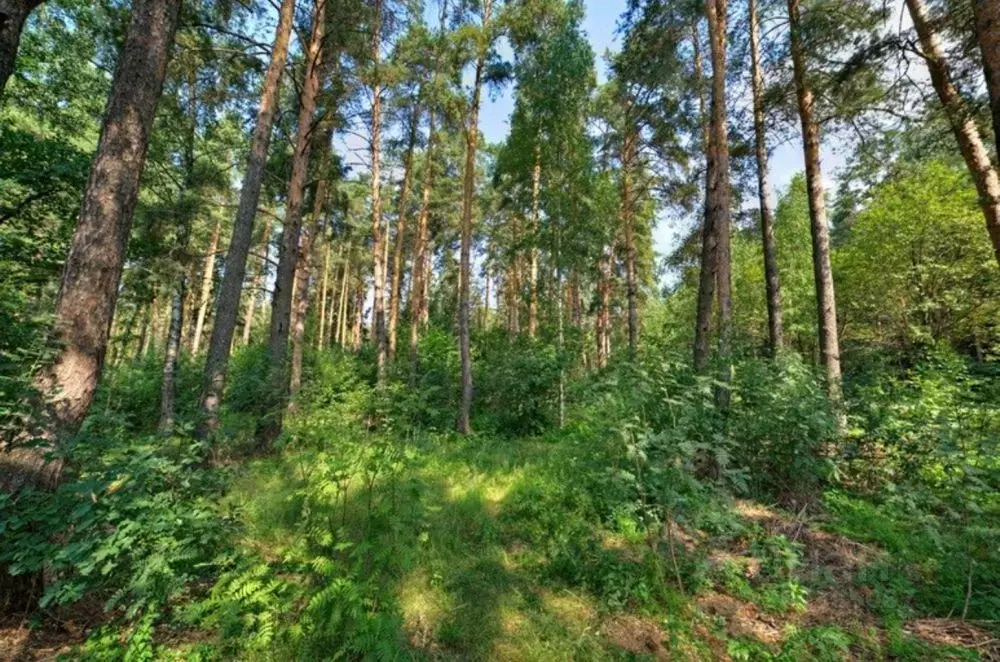 Участок в Московская область, Одинцовский городской округ, д. Жуковка, ... - Фото 0