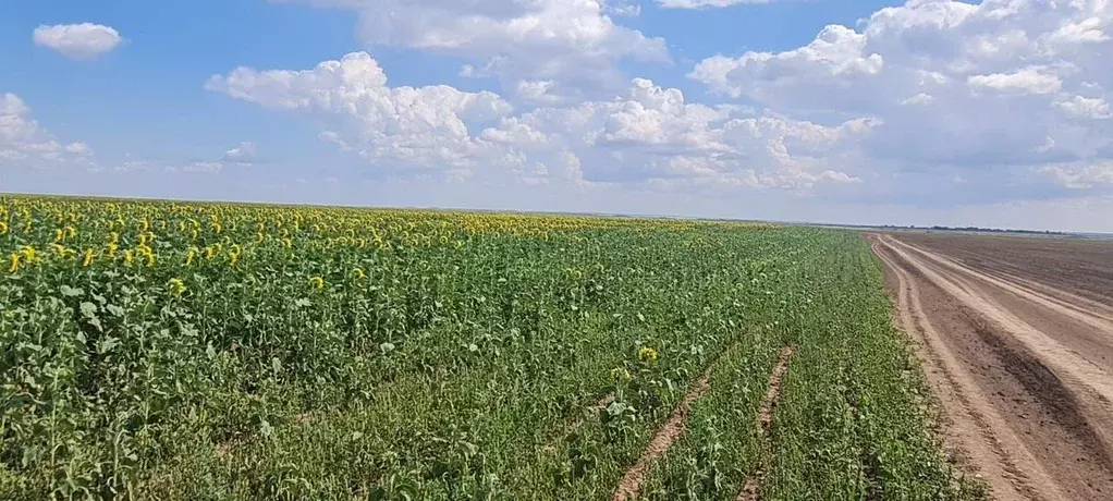 Участок в Московская область, Талдомский городской округ, д. Озерское  ... - Фото 1