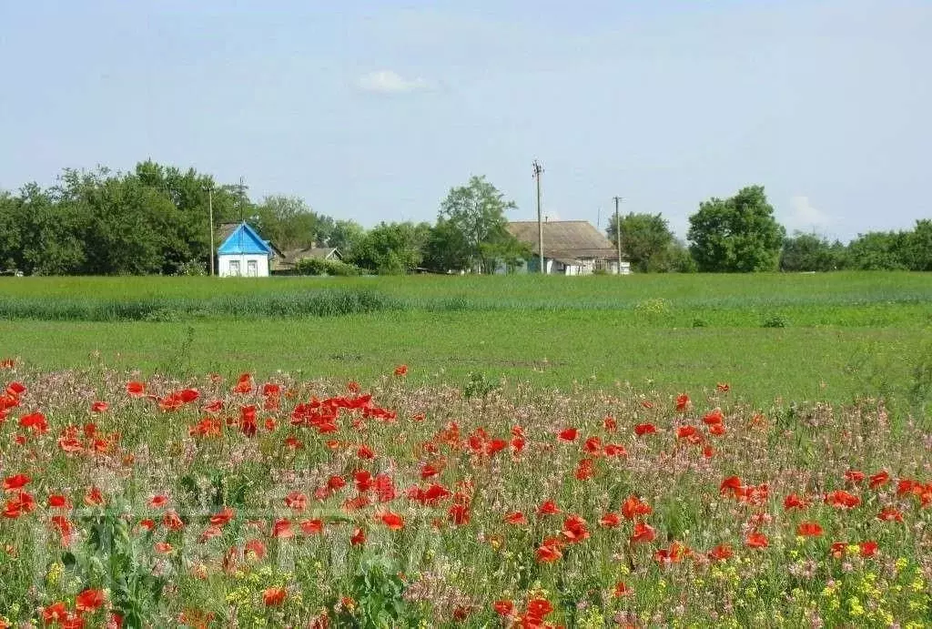 Участок в Краснодарский край, Кущевский район, с. Ильинское ул. ... - Фото 1