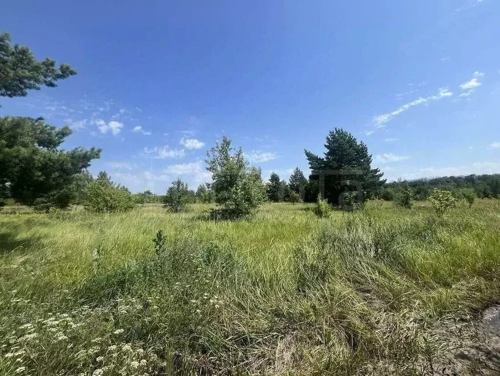 Участок в Воронежская область, Рамонский район, Айдаровское с/пос, ... - Фото 2