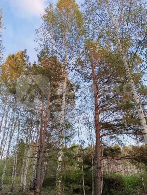 Участок в Тюменская область, Нижнетавдинский муниципальный округ, ... - Фото 1