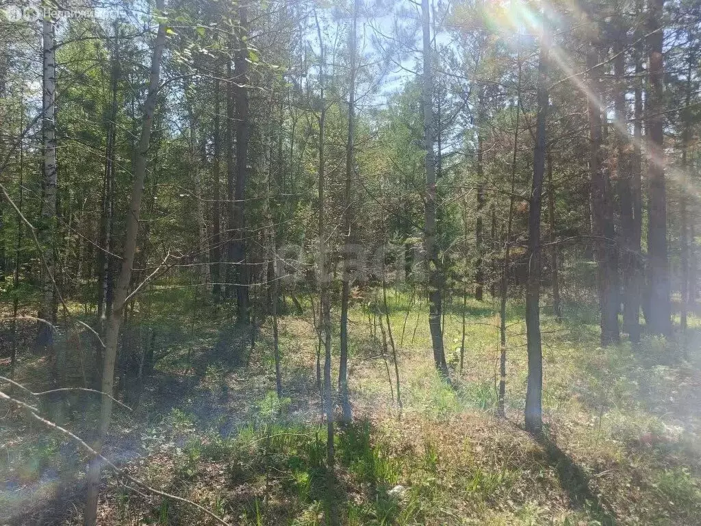 Участок в Читинский район, село Смоленка (16.5 м) - Фото 1