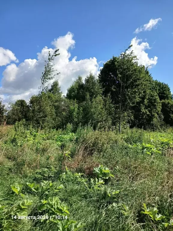 Участок в Московская область, Шаховская муниципальный округ, д. ... - Фото 1