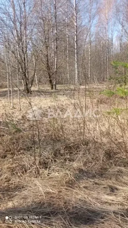 Участок в Владимирская область, Судогодский район, Головинское ... - Фото 1