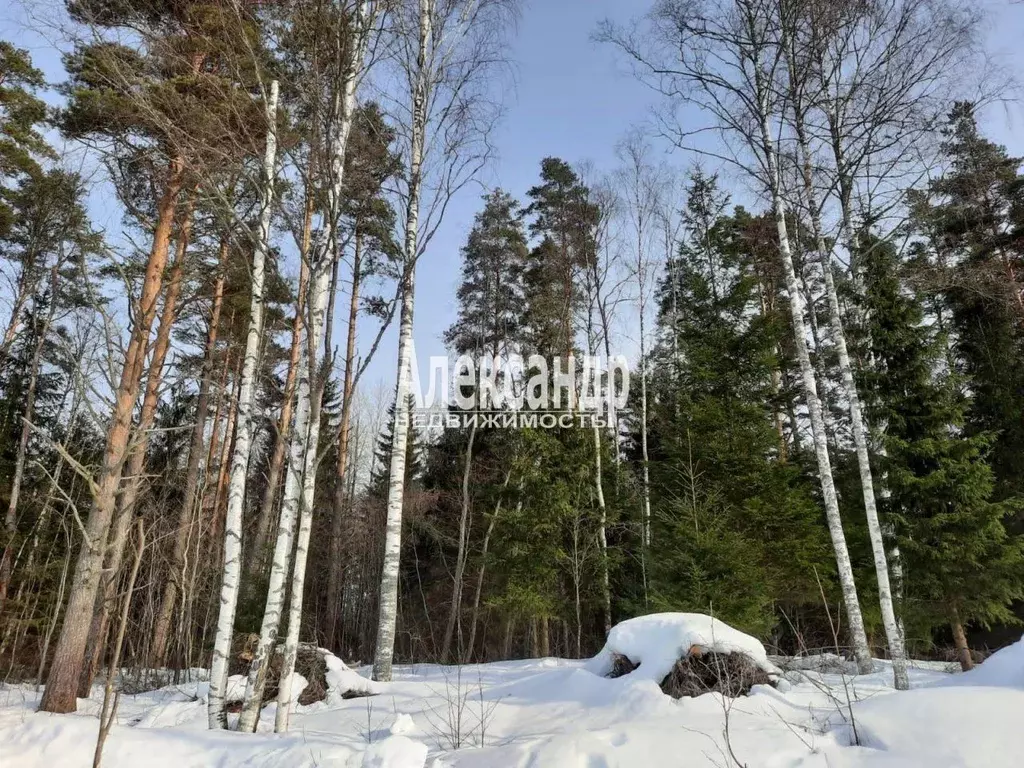 Участок в Ленинградская область, Приозерский район, Кузнечнинское ... - Фото 0