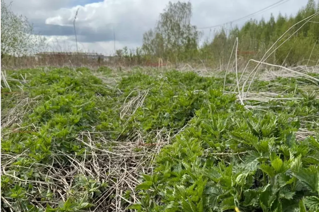 Участок в Свердловская область, Сысертский городской округ, пос. ... - Фото 0