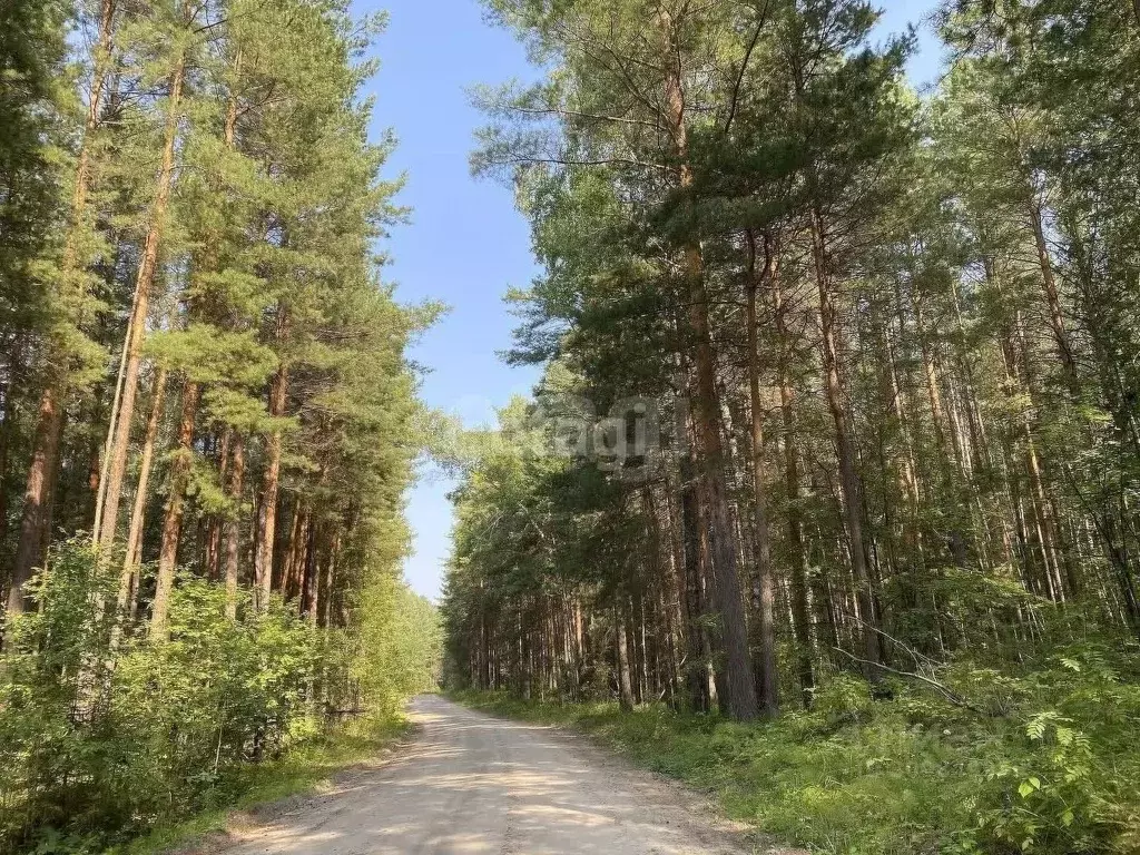 Участок в Тюменская область, Нижнетавдинский район, Аракчино СНТ  ... - Фото 1