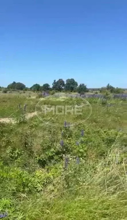 Участок в Калининградская область, Зеленоградский муниципальный округ, ... - Фото 1