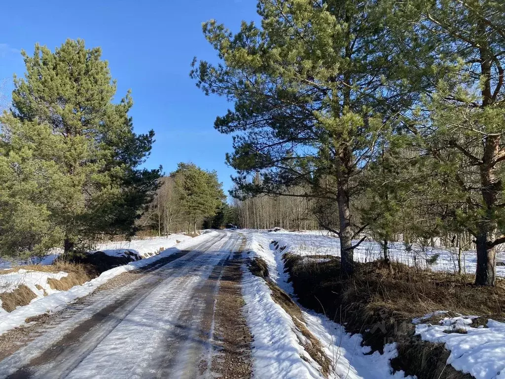Участок в Ленинградская область, Волховский район, Колчановское с/пос, ... - Фото 1